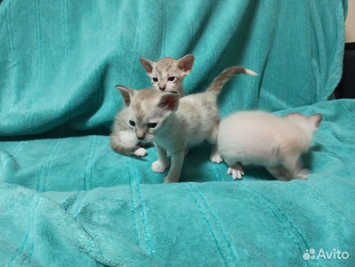 Котята сфинкс