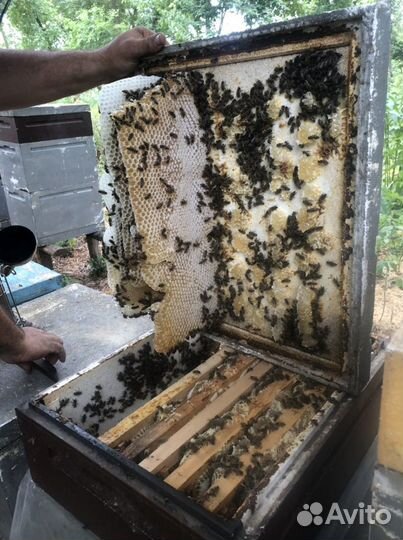 Мед, акация, липа, лесной