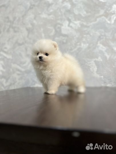 Эксклюзивная малышка микра шпиц