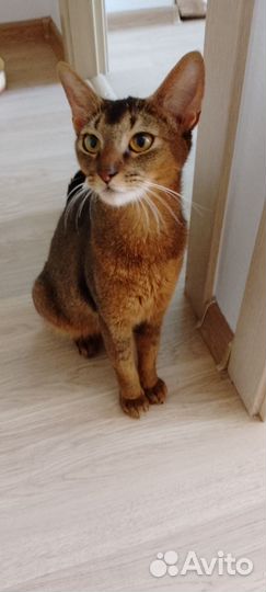 Абисинский котенок