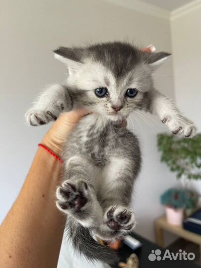 Шотландские вислоухие котята шиншилла