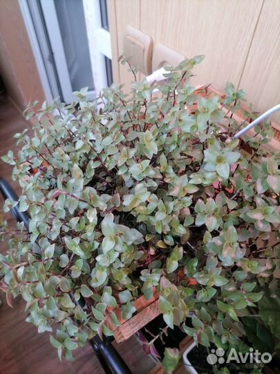 Драцена и др