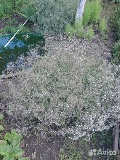 Куст гипсофила для создания букетов