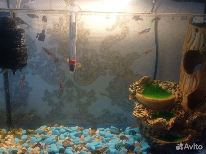 Гуппи и Сомики