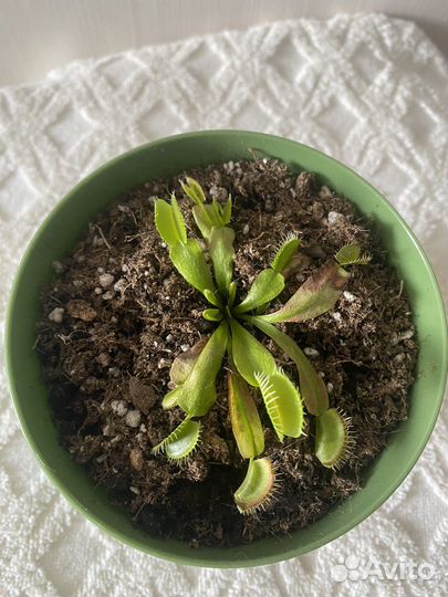 Венерина мухоловка (Дионея Мусципула)