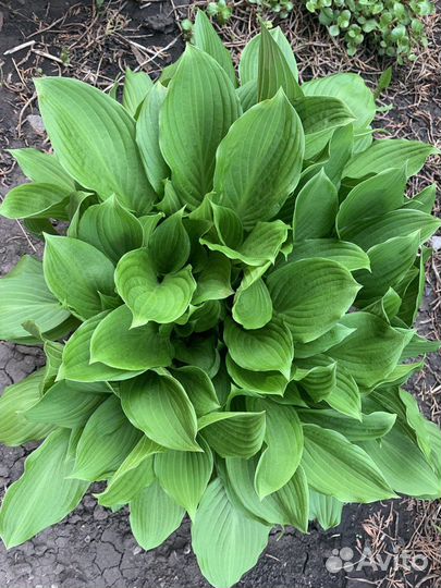 Кусты хосты (не делёнки )