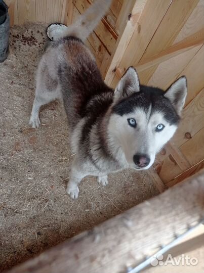 Сибирский хаски вязка