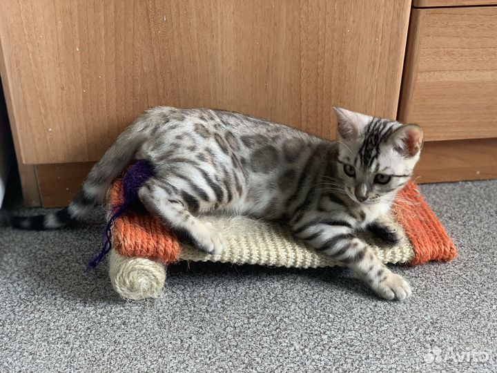 Бенгальские котята. Продажа/обмен