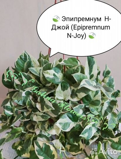 Сциндапсусы (эпипремнумы)