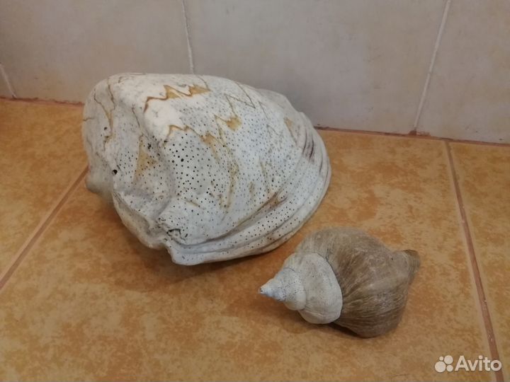 Морские ракушки