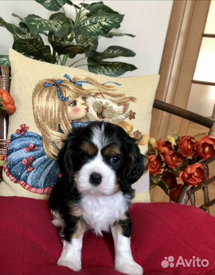 Кинг чарльз спаниель