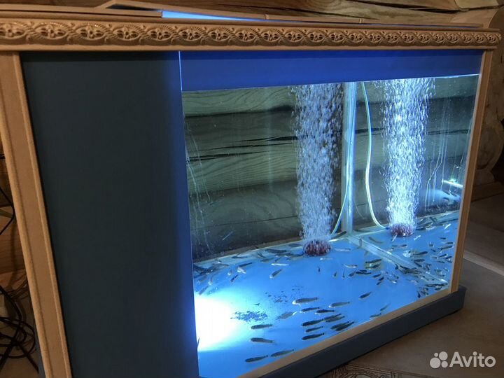 Аквариум для Гарра руфа (рыбка-доктор)