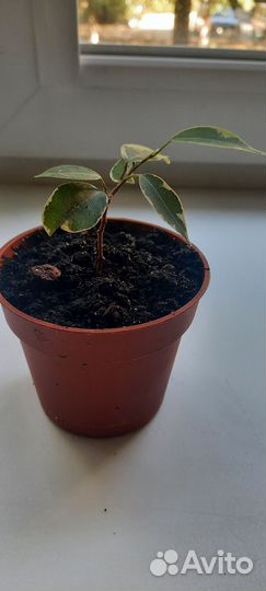 Фикус бенжамина