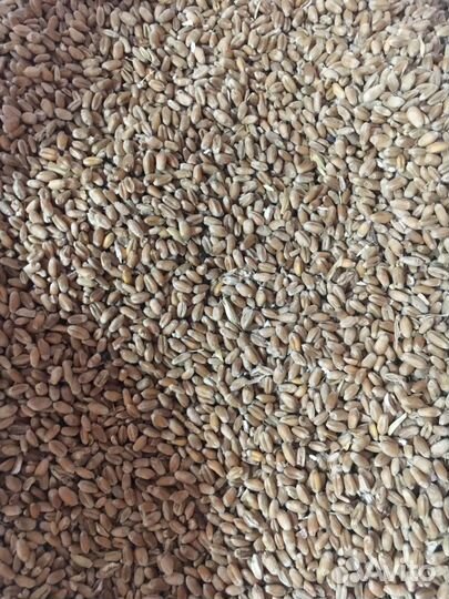 Комбикорм и корм для с/х животных