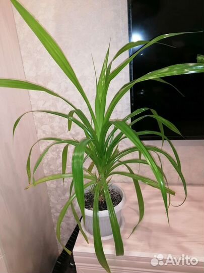 Пальма панданус