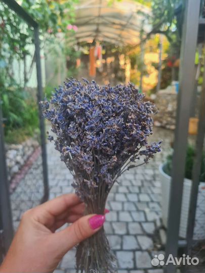 Лаванда крымская,букеты