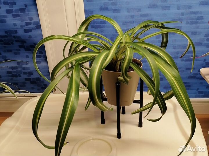 Хлорофитум кудрявый