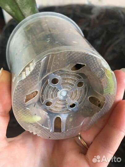 Орхидея Sogo Diamond бабочка