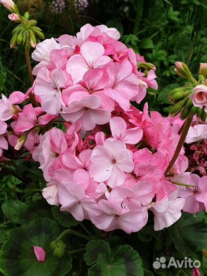 Герань пеларгония