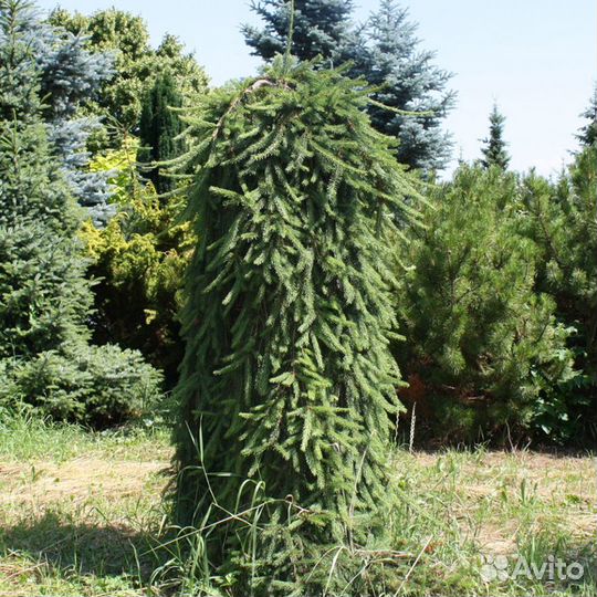 Ель Инверса 90-100см