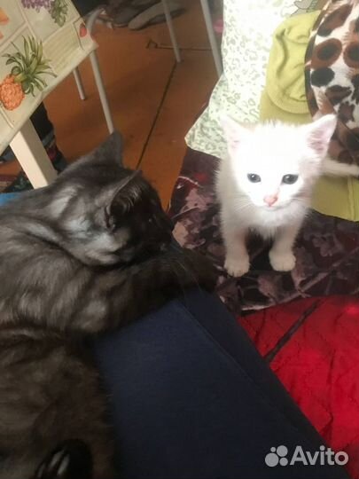 Котенок девочка 3,5 месяца