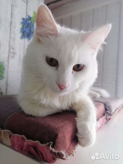 Котенок - Турецкая ангора