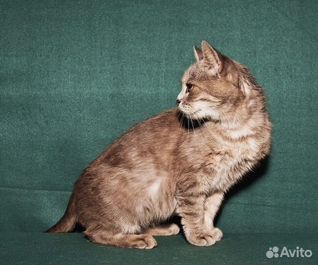 Муся в добрые руки