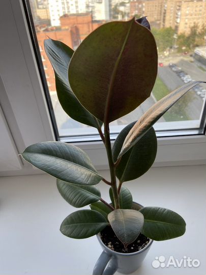 Ficus elastica ‘Abidzhan’