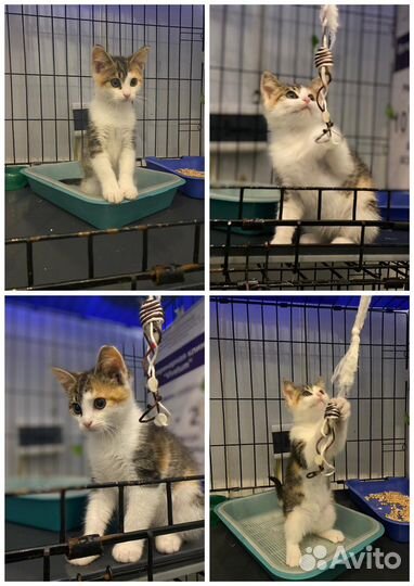 Черные и рыжие котята