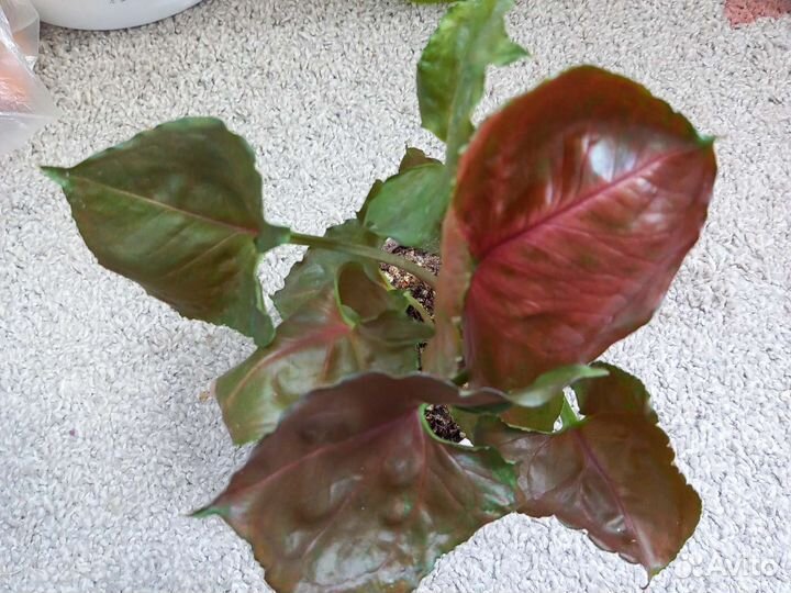 Комнатные растения