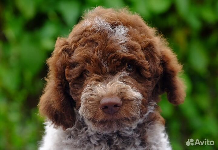 Лаготто романьоло мальчик