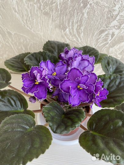 Сортовые фиалки