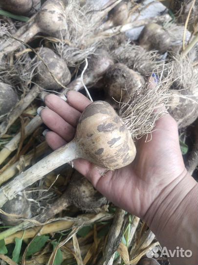 Озимый чеснок,картофель на посадку