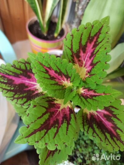 Колеусы вегетативные