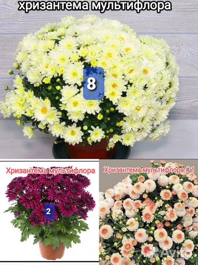 Бакопа, Агрирантемум, Изотома и др