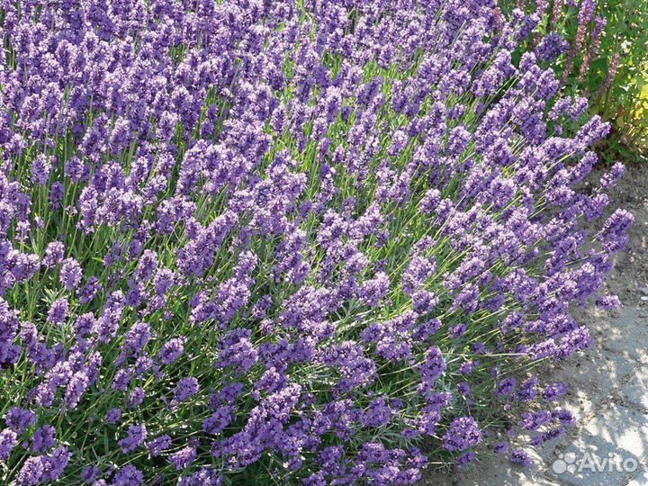 Лаванда узколистная фиолетовая, семена