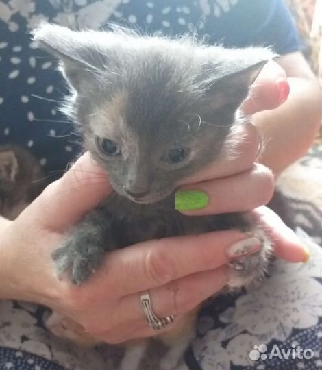 Отдам котиков и кошечек в добрые руки