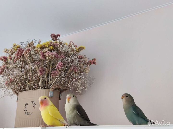 Попугай неразлучник птенцы домаш. выводка