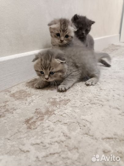 Кошки вислоухие маленькие