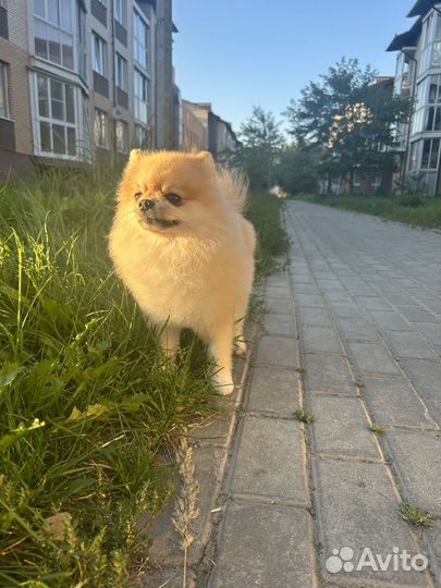 Передержка маленьких собак до 10 кг