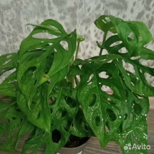 Монстера Манки