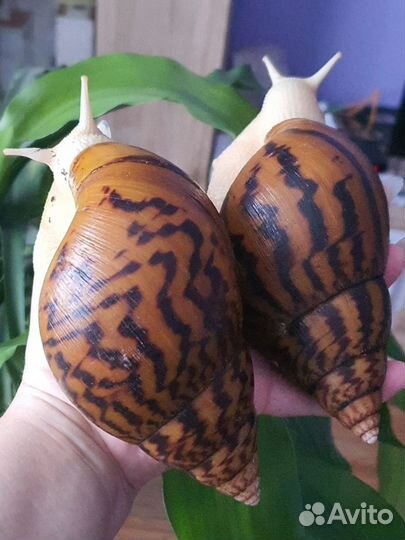 Улитки.Ахатины,архахатины