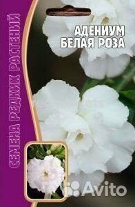 Адениум Белая роза 3 шт редкие семена
