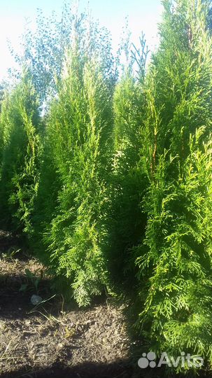 Туи Колумна, Смарагд,самшит ель