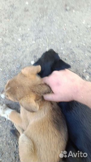 Спасите малышей