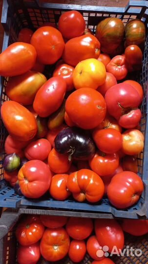 Продам помидоры