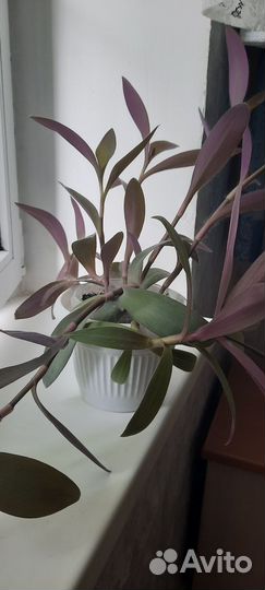 Традесканция