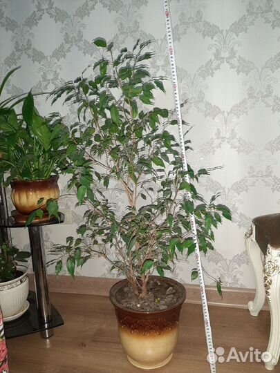 Фикус бенджамина большой