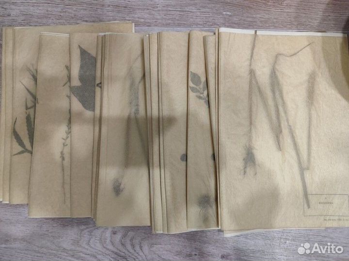 Гербарий сельскохозяйственных растений 1978 г