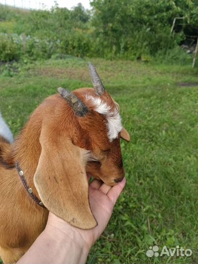 Нубийские козы